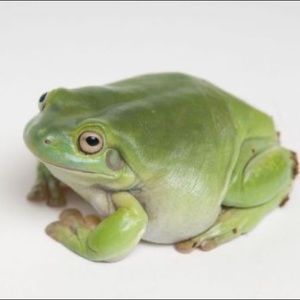 Meet your Posher, Jesse